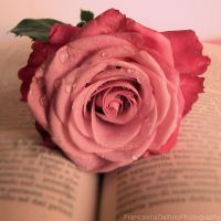 Why THE PINK ROSE?